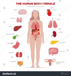 the human body with organs, livers and other medical items in front of it