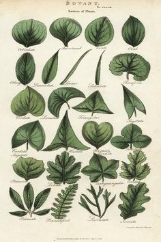 an illustration of leafy plants and leaves from the natural history of england, volume i