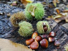 some nuts that are sitting on a piece of wood