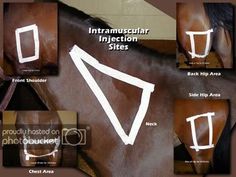 an image of the side view of a horse's face with different angles and markings