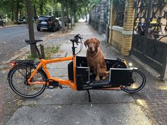 a brown dog sitting in the back of an orange bike