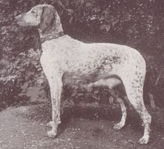 an old black and white photo of a dog standing in front of some bushes,