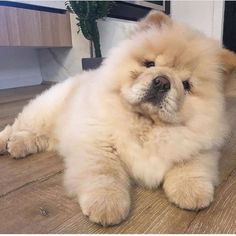 a fluffy white dog laying on top of a wooden floor next to a potted plant