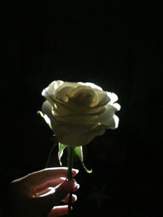 a person is holding a white rose in their hand with the light shining on it