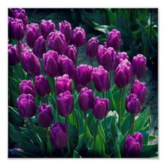 purple tulips are blooming in the garden