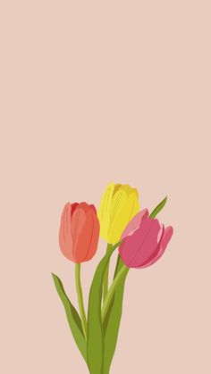 three colorful tulips are in a vase on a pink background with green stems