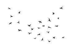 a flock of birds flying in the sky