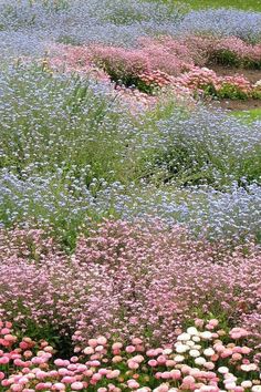 many different types of flowers in a field