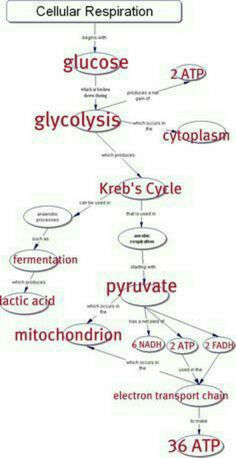 a diagram showing the structure of cellular respirationation and glycocyclists