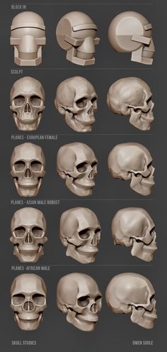 the different types of skulls are shown in this graphic style, and it is easy to see