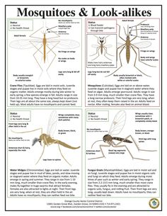 mosquitoes and look - alikes poster with information about the different types of them