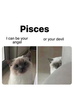 two pictures of a cat with caption saying, pisces i can be your angel or your devil