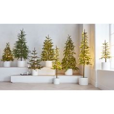 christmas trees are lined up against the wall