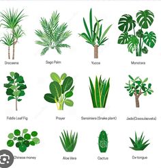 the different types of house plants and their names stock photo - image 349782