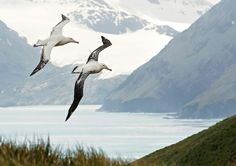 three seagulls flying in the air over water and mountains with snow on them