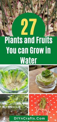 plants and fruits you can grow in water with text overlay that reads 27 plants and fruits you can grow in water