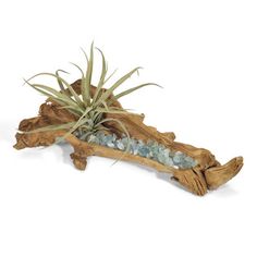 an air plant sitting on top of a piece of driftwood with blue glass pebbles