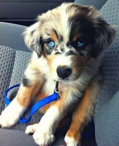 a puppy with blue eyes sitting in the back seat of a car