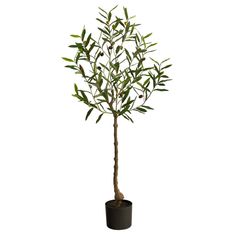 an olive tree in a black pot on a white background