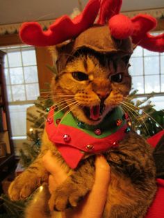 a cat is wearing a reindeer hat and has its mouth open while being held in front of a christmas tree