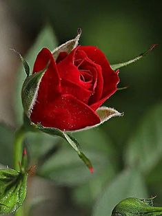 a single red rose with water droplets on it's petals and green leaves in the background