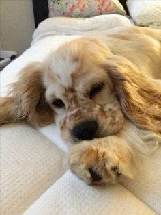 a brown and white dog laying on top of a bed