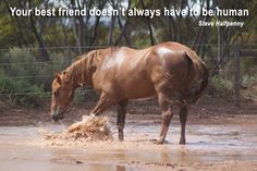 a brown horse standing on top of a muddy field next to a fence and trees