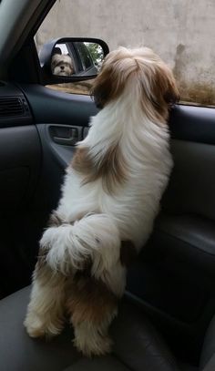 a brown and white dog sitting on its hind legs in the passenger seat of a car