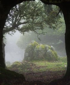 foggy forest with rocks and trees in the foreground