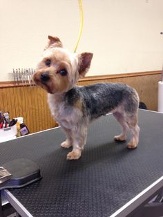 a small dog standing on top of a table