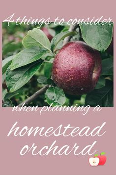 an apple hanging from a tree with the words, things to consider when planning a homestead orchard