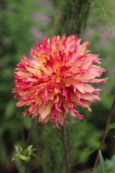 a pink and yellow flower is in the middle of some green plants with red leaves