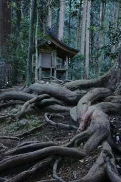 a tree with roots and a wooden structure in the background