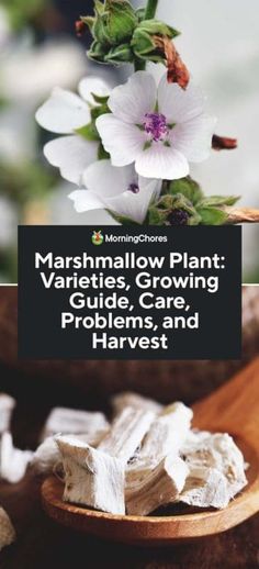 marshmallow plant varieties, growing guide, care, problems and harvesting harvesting