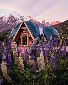 two yurts in the middle of flowers with mountains in the background