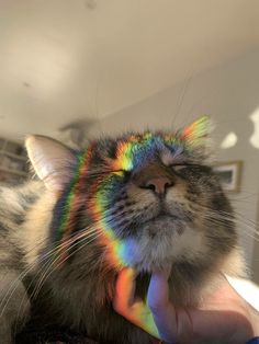 a cat that is laying down with its head on someone's hand and it has rainbow hair