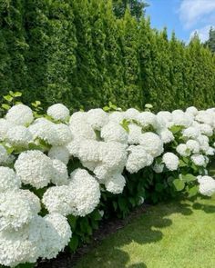 white flowers line the side of a hedge