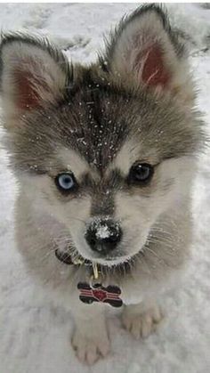 Husky Malamute Puppies Super Cute Animals, Cute Animals Images, Airedale Terrier, Baby Animals Funny, Fluffy Animals, Cute Wild Animals, Cute Animal Photos