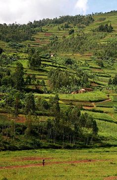 a lush green hillside covered in lots of trees and grass with a person walking on it