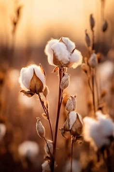 some cotton flowers with the sun in the background