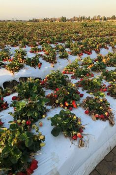 strawberries are growing on the ground in an open field