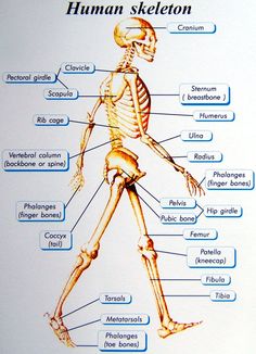 a diagram of the human skeleton with labels on it's main bones and major skeletal systems