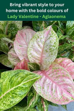 some pink and green leaves with the words, bring vibrant style to your home with the bold colors of lady valentine - algon