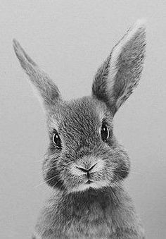 a black and white photo of a rabbit looking at the camera with an intense look on its face