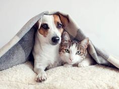 a dog and cat laying under a blanket