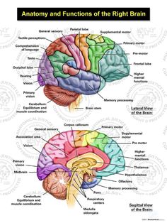 the anatomy and functions of the right brain