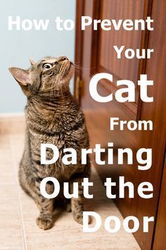 a cat sitting on the floor looking up at something with text overlay that reads, how to prevent your cat from daring out the door