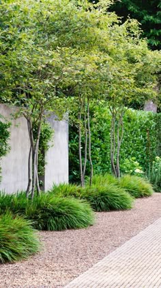 an outdoor garden with trees and shrubs