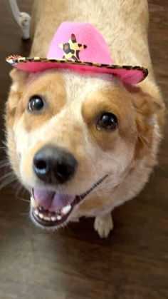 a brown dog wearing a pink hat on top of it's head