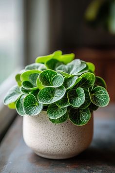 a small potted plant sitting on top of a wooden table next to a window